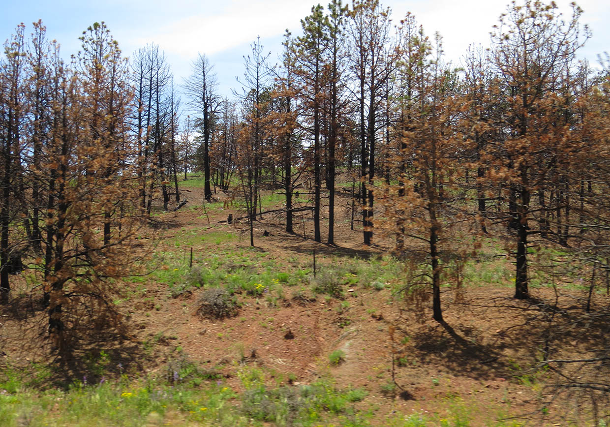 colorado trees in summer