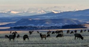 Terena, Office Coordinator, Campground of the Rockies