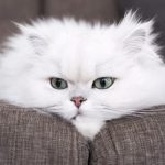 Profile picture of Briana Cook